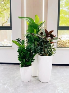 专业花卉租摆,宁波北仑打造多彩办公环境